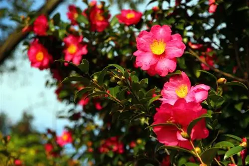 Camellia Japonica Nega: Tako kamelija odlično uspeva