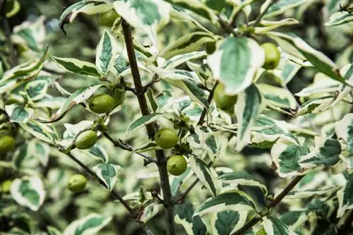 Multiplication des cerises cornalines : boutures, plombs et semis