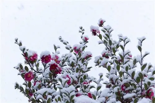 camelia en invierno