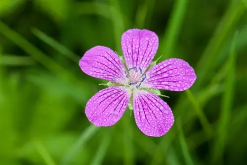 Aina za Cranesbill kwa mtazamo: Kutoka nyekundu ya damu hadi Himalayan