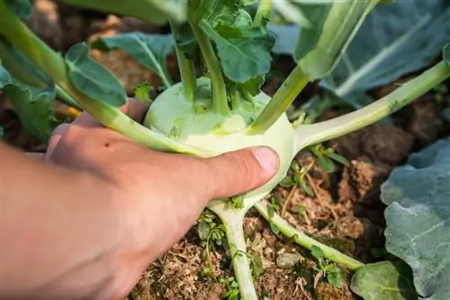 קציר קולרבי: מתי ואיך לאיכות הטובה ביותר?