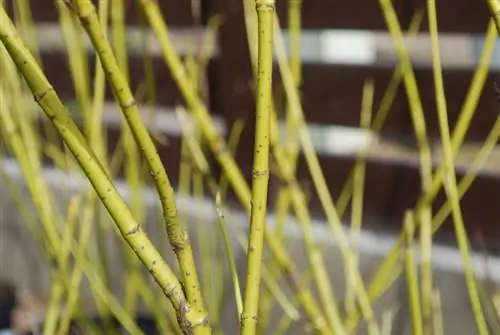 Varför blommar inte mina korneliska körsbär? Orsaker och tips