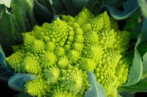 Laat Romanesco groeien