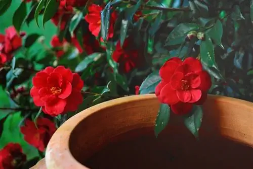 Repotting camellias correctly: tips for pots and substrate