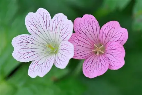 Apple Blossom Cranesbill: pehme roosa ilu aias