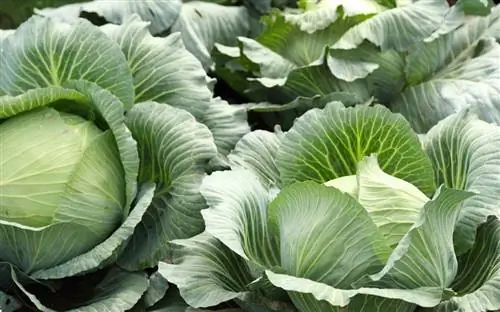 Growing white cabbage