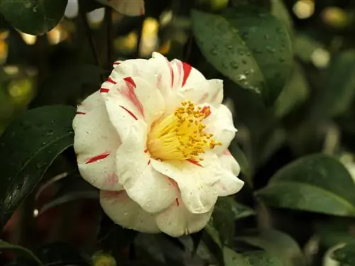 Camellia correct water geven: tips voor een gezonde bloemvorming