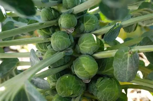 Growing Brussels sprouts