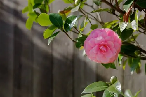 Camellia Japonica: Ideal location for he althy growth