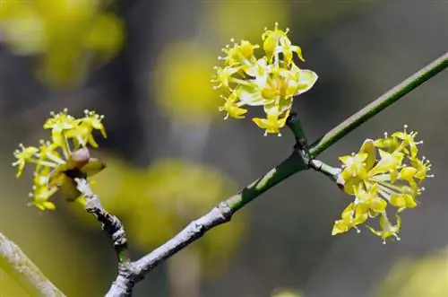 Doenças da cereja da Cornualha: como você as reconhece e trata?