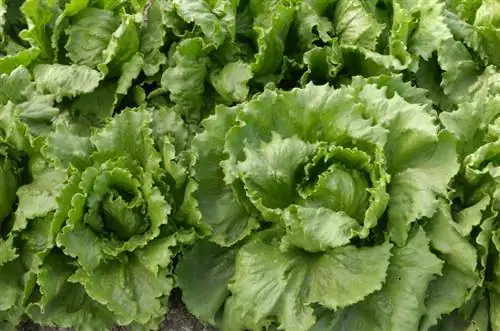 Lechuga iceberg crujiente: así es como la cultivas tú mismo