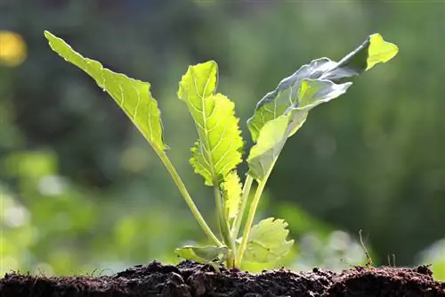 Plantando couve de Bruxelas