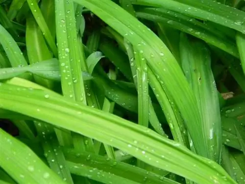 Daylily tidak ada bunga