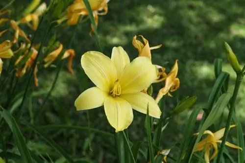 Daylilies ที่แข็งแกร่ง: การดูแลและฤดูหนาวในสวน