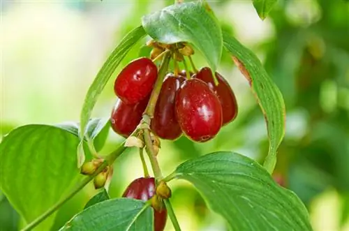 Características da cereja da Cornualha