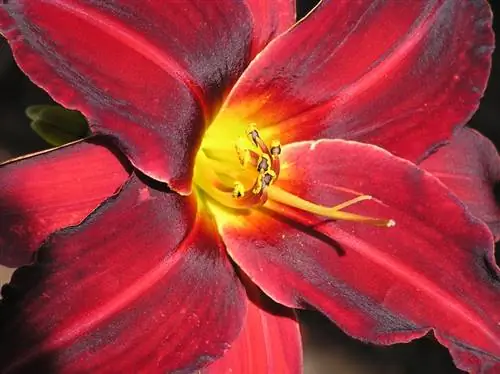 When do daylilies bloom?