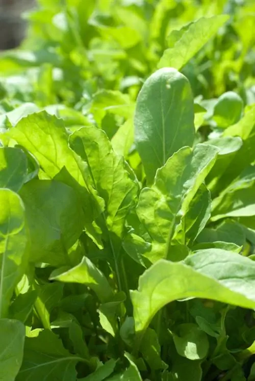 Kweek rucola: Hoe om dit suksesvol in jou eie tuin te kweek