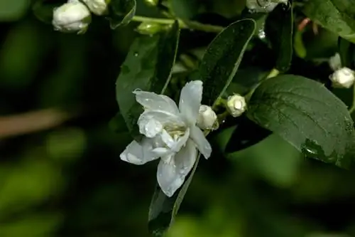 Falsk jasmin: Hvordan passer du på den robuste rørbusk?