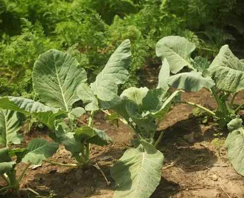 Kohlrabi plant tyd