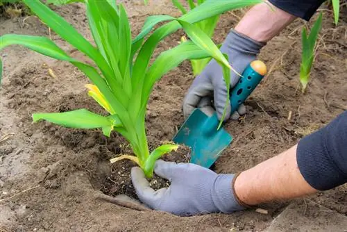 Daglelies transplanteren: wanneer, hoe en waarom het nodig is