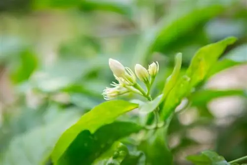 Pipe bush propagation