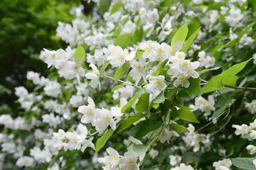 Verkeerde Jasmine-ligging