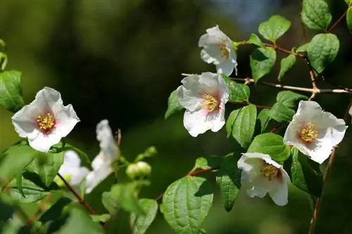 Yeeb Nkab Bush nyob rau hauv lub vaj: lub sij hawm flowering, ntau yam thiab kev saib xyuas tswv yim