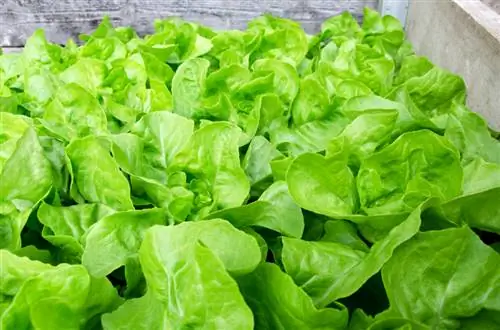 Cultiver de la laitue : Comment créer un lit de salade parfait