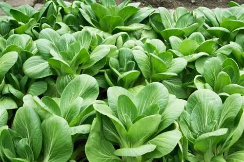 Grow Chinese cabbage