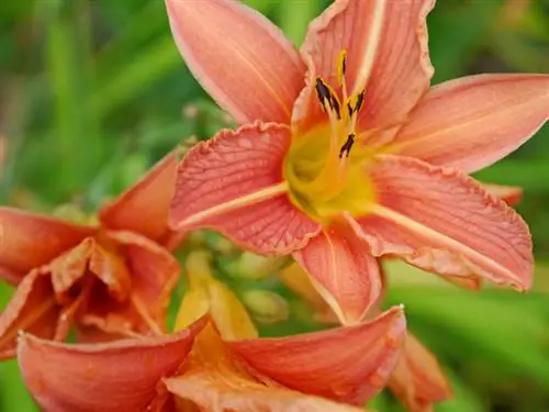 Seminare daylilies