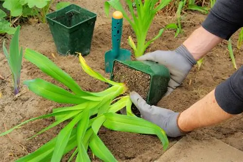 Planting lilies: tips for location, soil and propagation