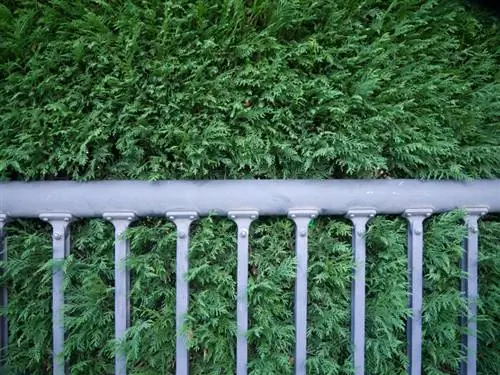 Hermosos cipreses azules: elija la distancia de plantación adecuada