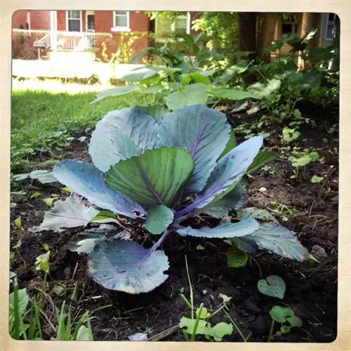 Growing red cabbage: Tips for successful harvest and care