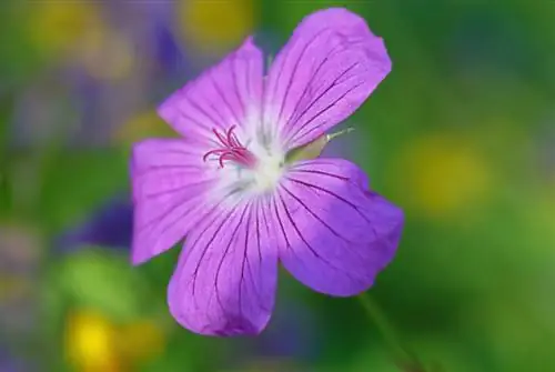 Când înflorește cranesbill? Totul despre perioada lor de glorie