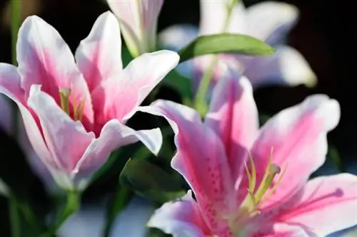 Lily pruning