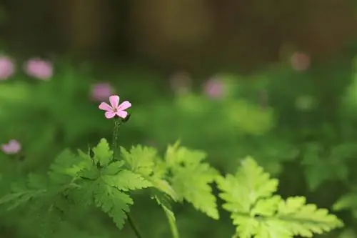 Cranesbill: Je, ni sumu au haina madhara kwa wanadamu na wanyama?