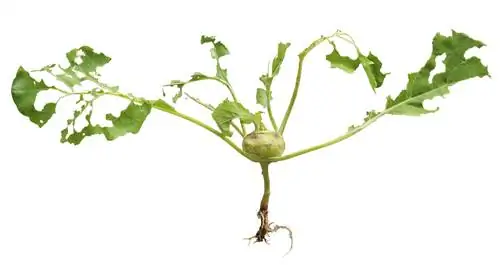 Daun kohlrabi yang dilubangi