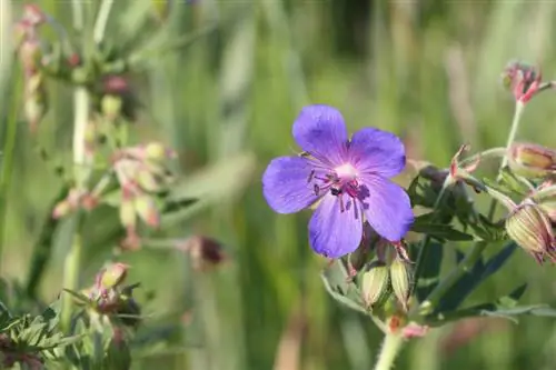 Cut back the cranesbill after flowering: Here's how it works