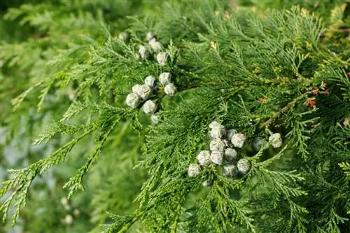 Attention : Pourquoi le cyprès bleu est toxique