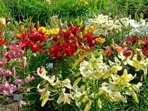 Prendersi cura dei gigli in giardino