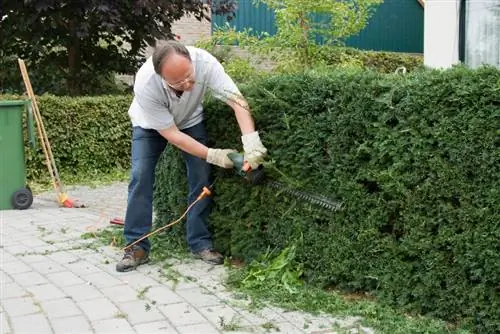 Živa ograda od plavog čempresa: Koliko često i koliko duboko rezati?