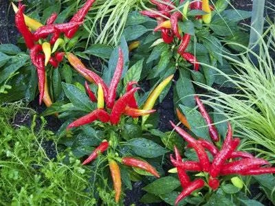 Chili diseases and pests: diagnosis and control