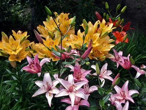 Lilies hauv cov xim sib txawv: nrhiav pom lawv qhov sib txawv