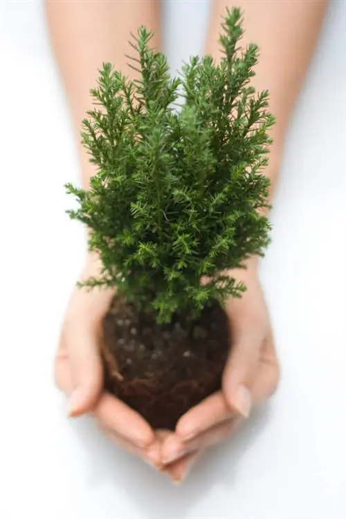 Planting blue cypresses successfully: This is how it works