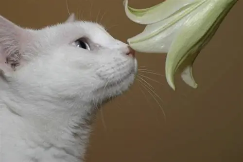 Lelies giftig voor katten? Wees voorzichtig met deze potplant