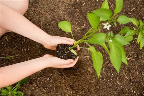 Replantar amb èxit els bitxos: els millors consells i trucs