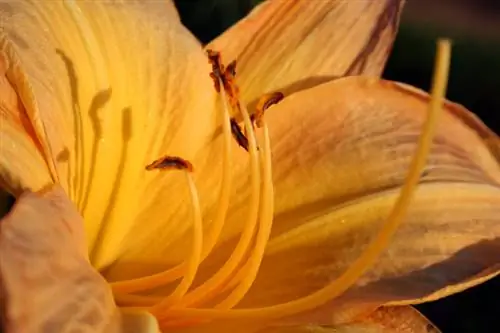 Lily bloom time: This is how you know the right time