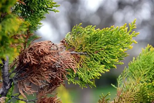 Feuilles brunes de cyprès bleu