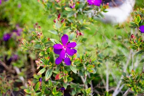 Piantare i Cranesbills: posizione, terreno e consigli per la cura