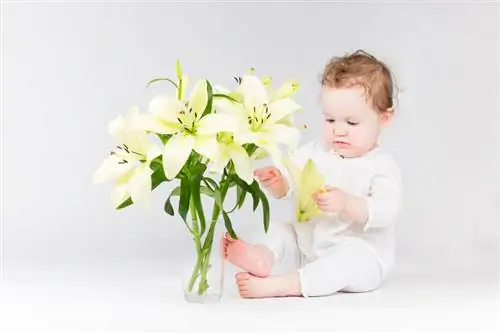 Are lilies poisonous? Dangers for children and pets